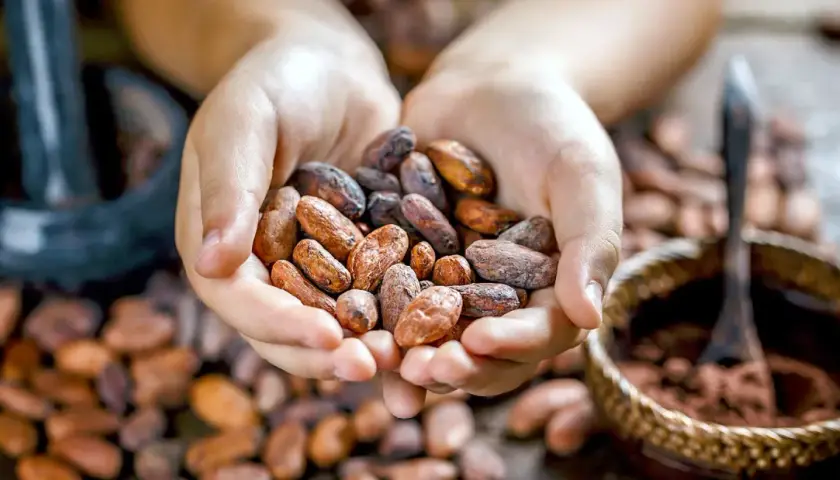 Mani che raccolgono fave di cacao, pronte per gustose ricette. Sullo sfondo, un mortaio e una ciotola con cacao in polvere.