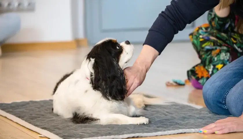Cavalier King Charles Spaniel leży na macie, a jego opiekun delikatnie głaszcze go po głowie, stosując techniki Tellington Ttouch.