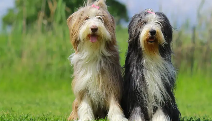 Zwei Bearded Collies sitzen im Gras. Einer ist hellbraun und weiß, der andere schwarz und weiß. Beide haben rosa Schleifen im Fell.