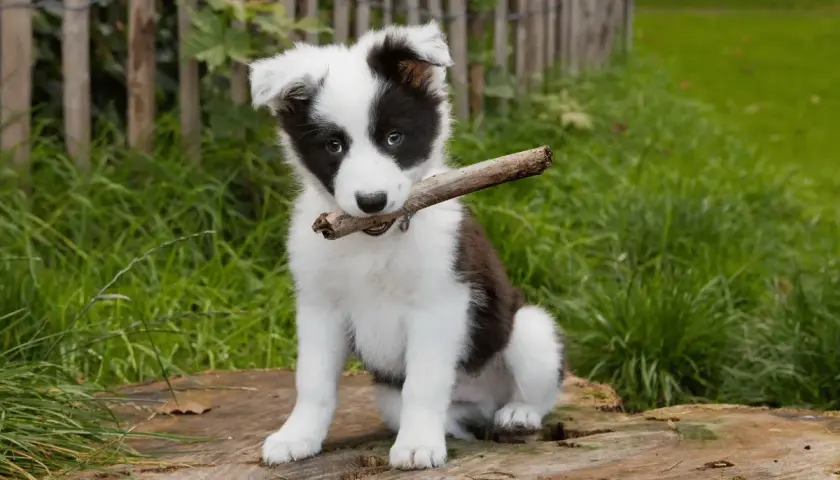 Jak karmić szczeniaka border collie? Dieta i porcje od A do Z