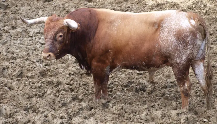 Toro bravo en el campo, listo para la lidia. Aprende como hacer divisas taurinas con este ejemplar.
