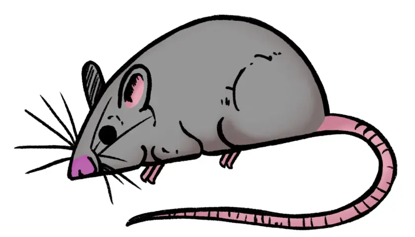 Un tierno ratoncito perez dibujo, con su nariz rosa y cola larga, listo para recoger dientes.