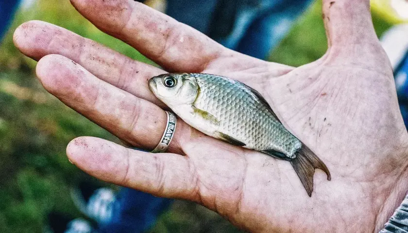 Wanilia na jakie ryby? Odkryj skuteczne przynęty i triki wędkarskie