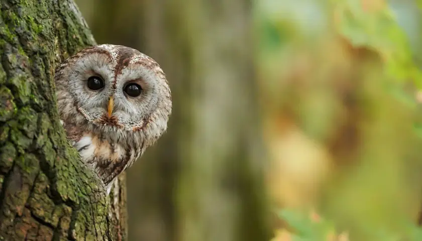 Ein neugieriger Kautz tier lugt hinter einem moosbewachsenen Baum hervor. Seine großen, dunklen Augen blicken aufmerksam in die Ferne.