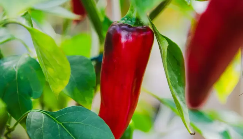 En röd chilipeppar hänger på en gren bland gröna blad. En av många chili sorter som växer i trädgården.