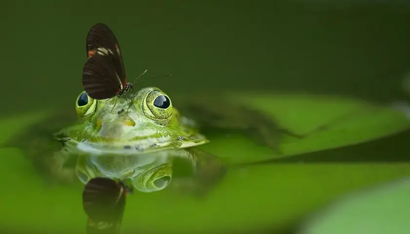 Una rana verde con una mariposa en la cabeza, reflejada en el agua. Parece que está a punto de soñar con ranas y mariposas.
