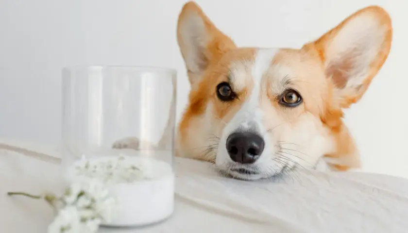 Un corgi curioso mira un vaso de leche, demostrando que los perros pueden beber leche.