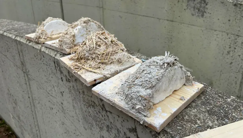 Vier provisorische Schwalbennester aus Lehm und Stroh, bereit zum Schwalbennest bauen.