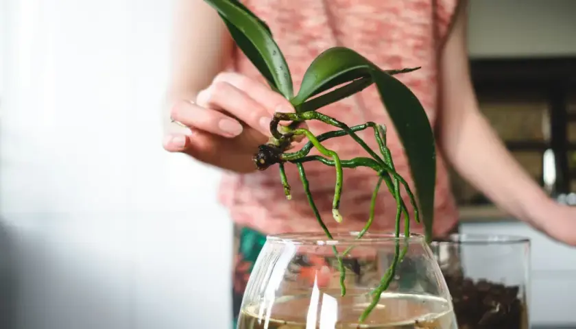 Orchideen im Glas ohne Erde: Eine Hand hält eine Orchidee mit grünen Wurzeln über einem Glas Wasser.