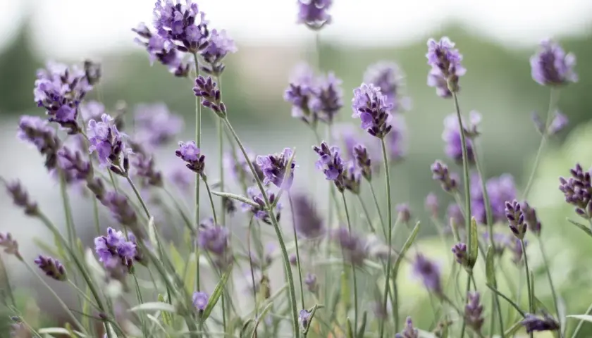 Delikatne fioletowe kwiaty lawendy angustifolia, kwitnące w słońcu. Uprawa tej aromatycznej rośliny przynosi spokój.