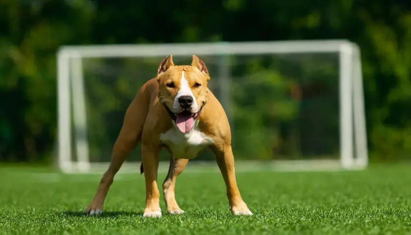 Silny amstaff o brązowej sierści i białej klatce piersiowej stoi na zielonej trawie, z językiem na wierzchu. W tle widać bramkę piłkarską.