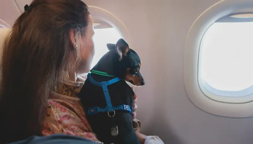 Mały piesek w niebieskiej obroży podróżuje z właścicielką w samolocie Ryanair.