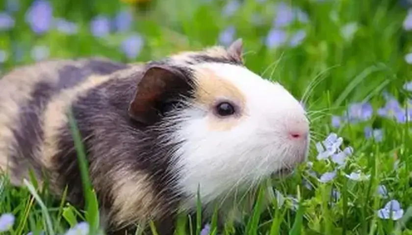 Un cochon d'Inde aux poils rayés, blanc et brun, se promène dans l'herbe verte parsemée de petites fleurs bleues. Il semble en bonne santé, sans signe d'eczéma.