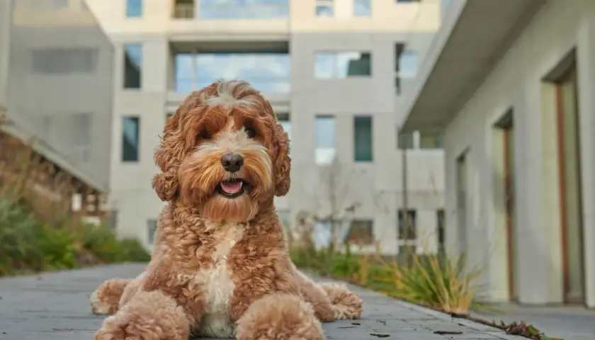 Urocza mieszanka pudla z labradorem, z kudłatym, rudym futrem, leży na chodniku przed nowoczesnym budynkiem.