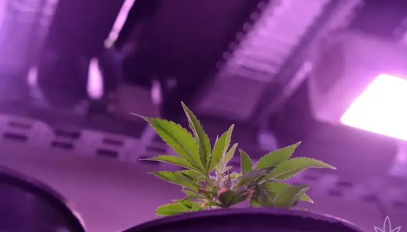 Giovane pianta di cannabis sotto luci viola, pronta per quando mandare in fioritura indoor.
