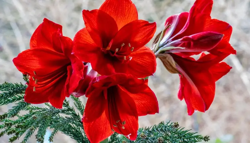 Magnifiques amaryllis rouges, symboles de beauté et de fierté. Leurs pétales veloutés s'épanouissent avec éclat, évoquant la signification de l'amaryllis.