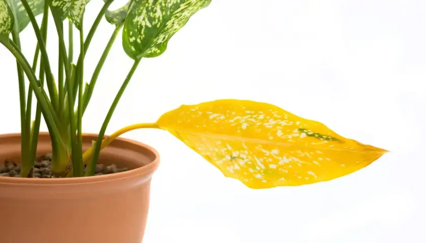 Aglaonema z żółtymi liśćmi, jeden liść całkowicie żółty, na białym tle.