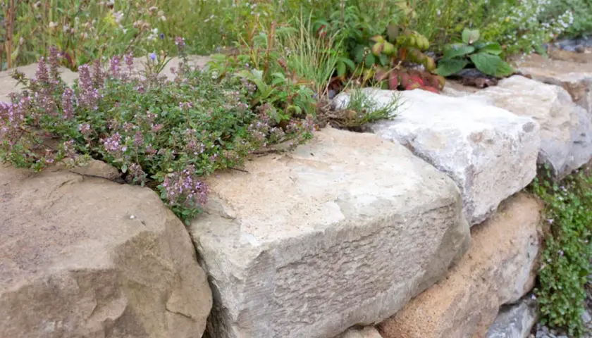 Natürliche Steine bilden eine rustikale gartenmauer. Thymian und andere Pflanzen wachsen zwischen den Felsen.
