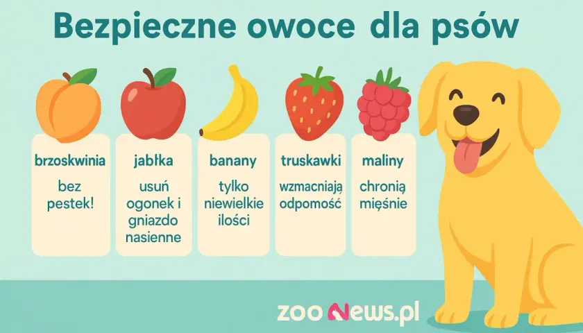 Czy pies może jeść brzoskwinie? Tak, bez pestek! Obrazek pokazuje bezpieczne owoce dla psów: brzoskwinie, jabłka, banany, truskawki i maliny.