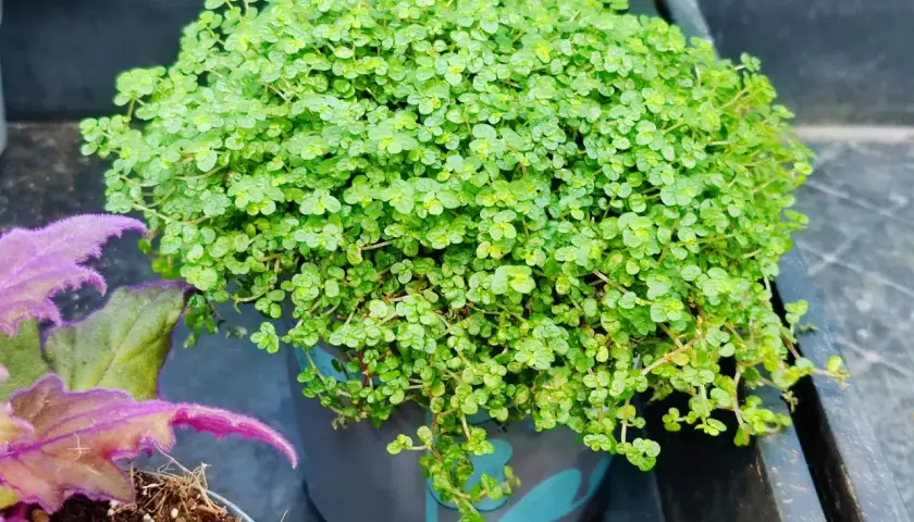Macizo de plantas de sombra y frío, con pequeñas hojas verdes y tiernas, en una maceta gris.