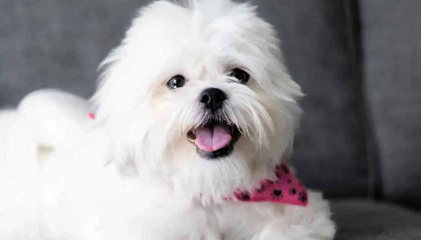 Uśmiechnięty shih tzu w różowej bandanie z łapkami, z językiem na wierzchu, siedzi na szarej kanapie.