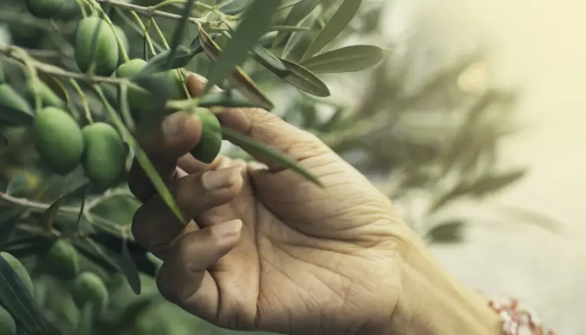 Mano che sfiora olive verdi su un ramo, un gesto delicato che ricorda il momento in cui si concimano gli ulivi per una buona raccolta.