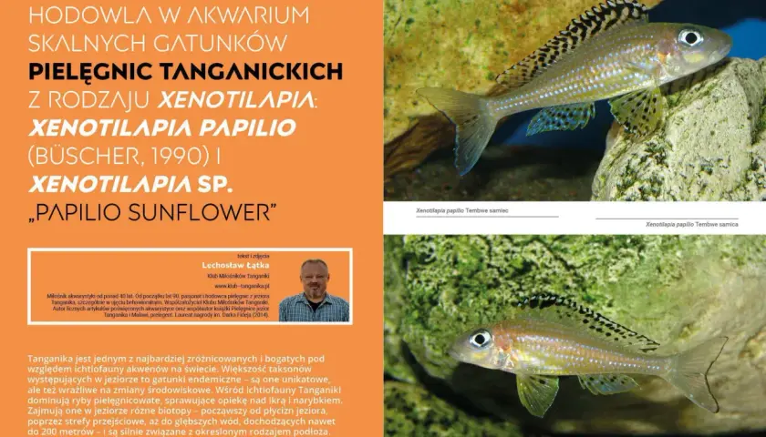 Pielęgnica Xenotilapia papilio z jeziora Tanganika, z charakterystycznym wzorem na płetwach.