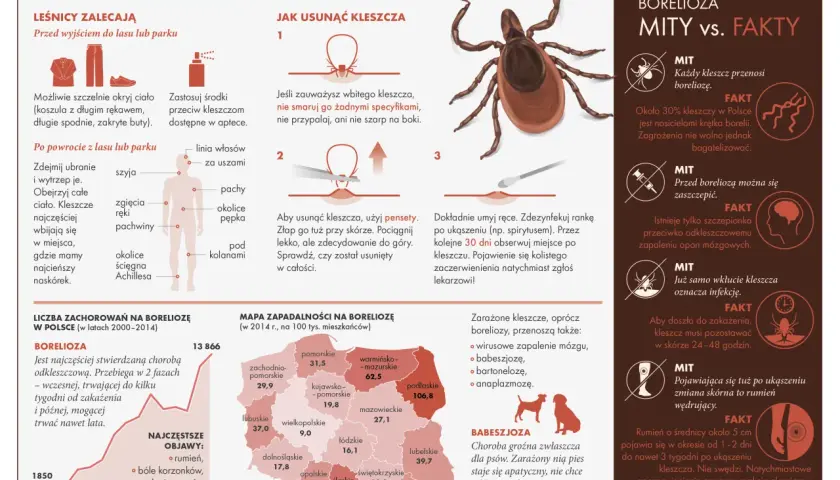 Ilustracja przedstawia kleszcza, schemat jego usuwania i mapę zachorowań na boreliozę.