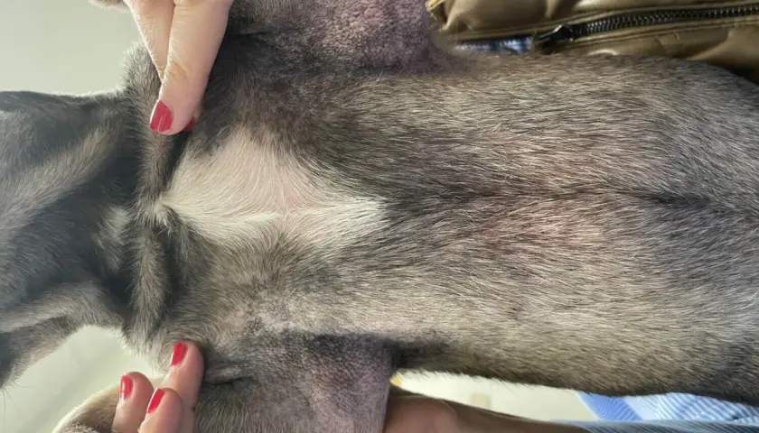 Pelle arrossata e irritata sul ventre di un cane, possibile sintomo di malassezia. Mani con smalto rosso accarezzano il pelo.