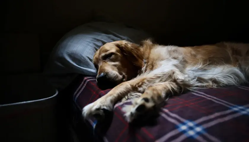 Złoty retriever śpi na kocu w kratę, opierając głowę na poduszce. Czy psy śnią? Ten pies wygląda, jakby miał piękne sny.