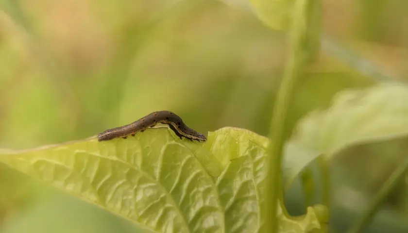 Bruco su foglia verde, un esempio di come eliminare i vermi dalle piante.