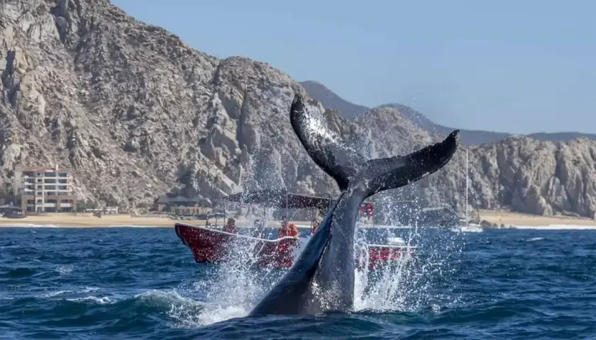 Cola de ballena emerge del agua salpicando, con un barco turístico de fondo. Un emocionante avistamiento de ballenas en un día soleado.