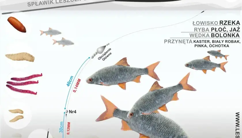 Na ilustracji wędkarz przygotowuje zestaw z przynętą, w tym różową ochotką, by złowić płoć lub jaź.