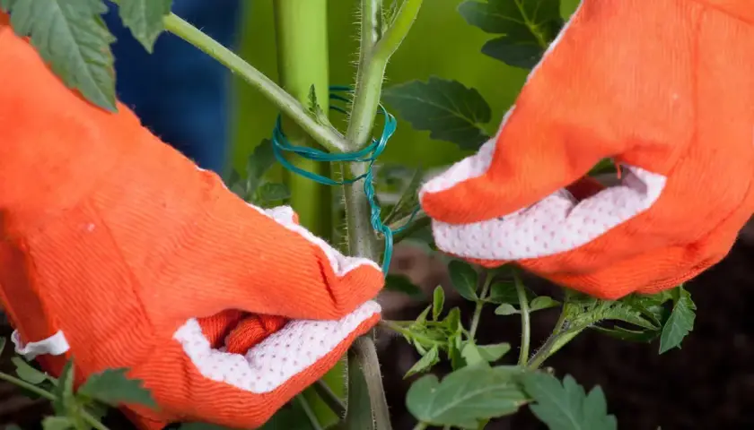 Mains gantées d'orange attachent une tige de tomate à un tuteur vert. Apprenez comment tuteurer les tomates pour une meilleure croissance.