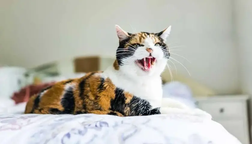 Gato tricolor con pelaje atigrado y blanco, con la boca abierta y dientes visibles, parece que mi gato bufa al nuevo gatito.