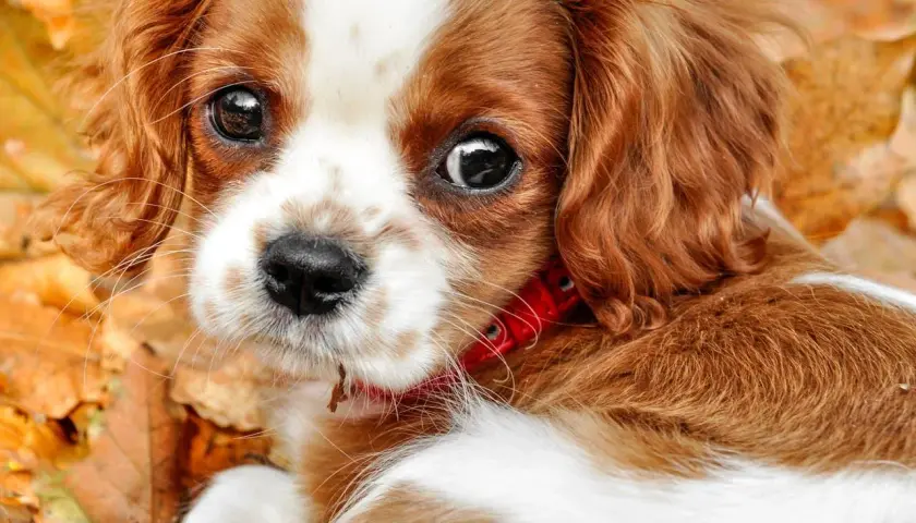 Uroczy szczeniak Cavalier King Charles Spaniel z błyszczącymi oczami, otoczony jesiennymi liśćmi. Jego jaskra u psa jest widoczna na czerwonej obroży.
