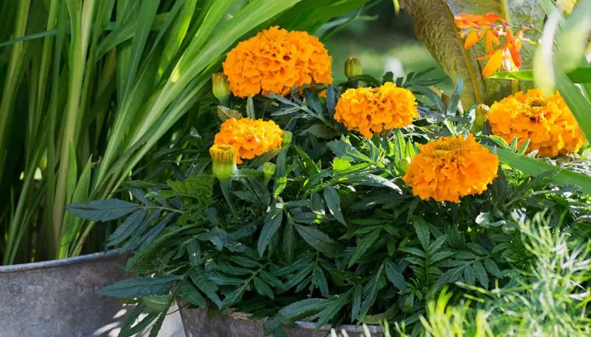 En kruka fylld med fluffiga, orange så tagetes blommor. Gröna blad och gräs omger de soliga blommorna.