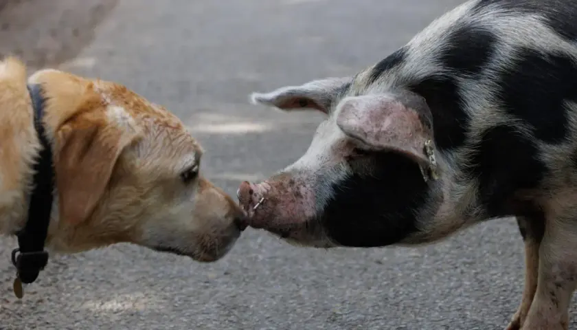Un chien et un cochon se reniflent le museau, une rencontre inattendue entre un chien et un cochon.