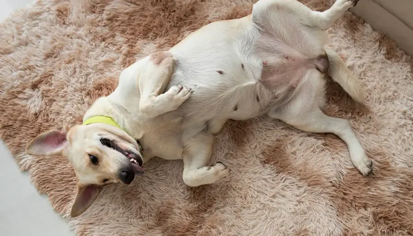 Ein Hund liegt auf dem Rücken auf einem flauschigen Teppich. Seine Zitzen sind sichtbar, was auf eine mögliche Scheinschwangerschaft bei Hunden hindeuten könnte.