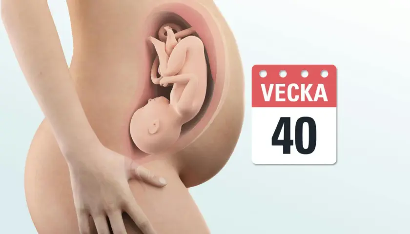Gravid mage med foster inuti. Kalender visar vecka 40, fullgången tid.