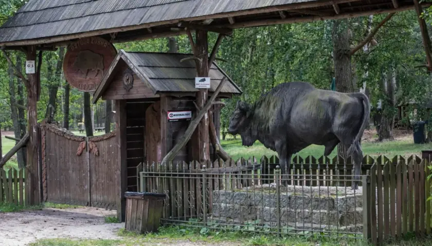Brama do Ostoi Żubra, gdzie żubr-pomnik wita gości. Wspaniałe kiermusy atrakcje dla całej rodziny.