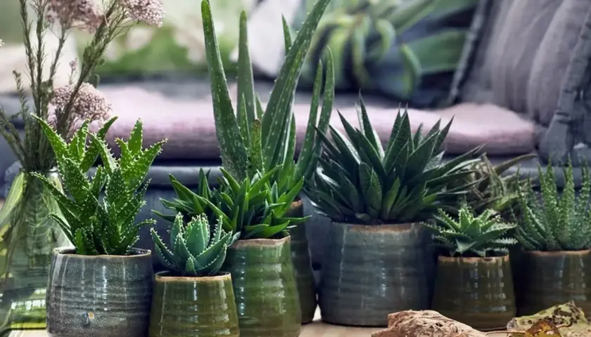 Kolekcja sukulentów, w tym aloes drzewiasty, w ceramicznych doniczkach.