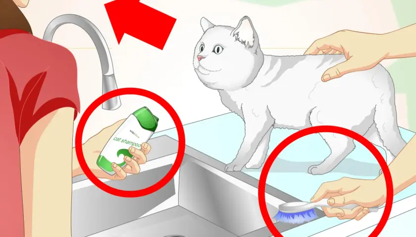 Guía visual para saber como bañar a un gato: se muestra champú para gatos, un cepillo y un gato blanco.