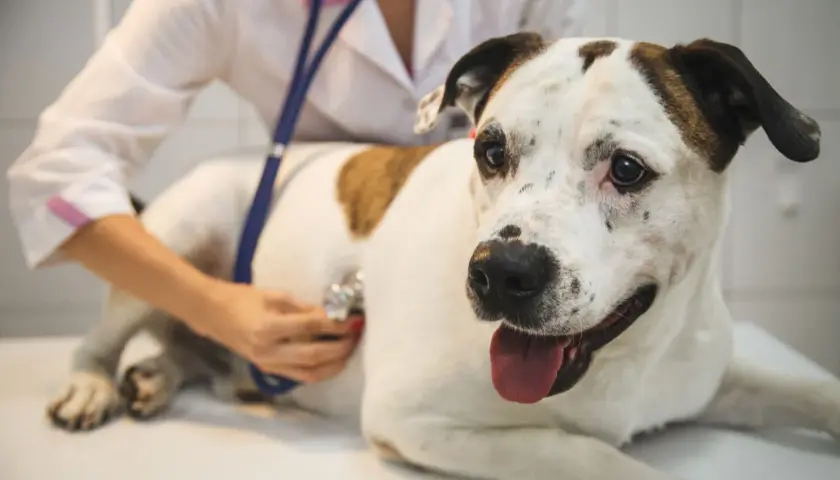 A veterinarian listens to a dog's chest with a stethoscope, checking for signs of an enlarged heart in dogs.
