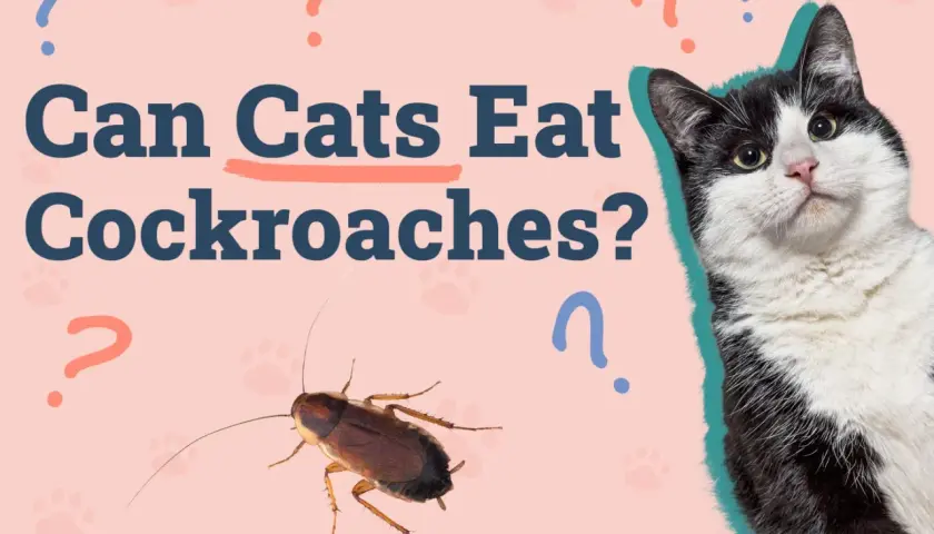 A black and white cat looks curiously at a cockroach, with the text "Can Cats Eat Cockroaches?" and question marks scattered around.