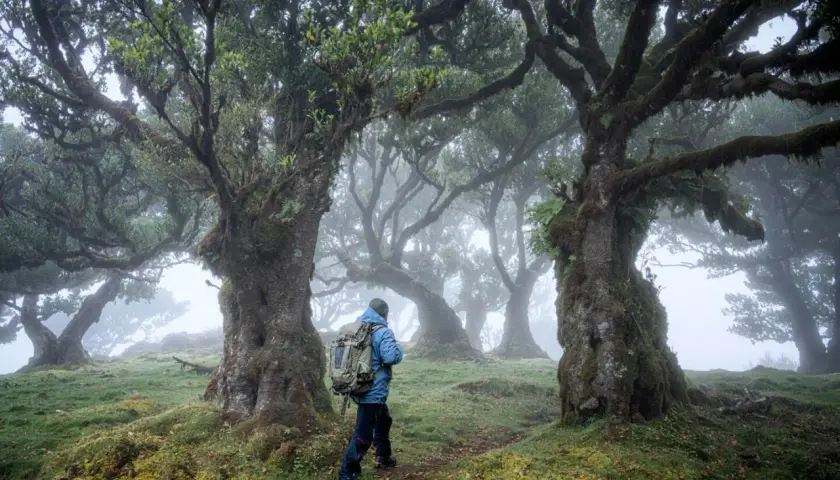 Ein Wanderer erkundet den mystischen Fanal Forest, umgeben von moosbewachsenen, knorrigen Bäumen und dichtem Nebel.