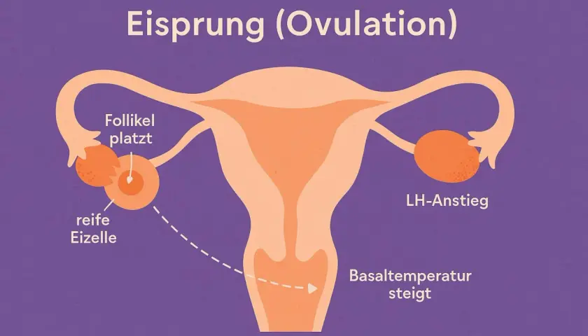 Illustration zeigt, was passiert beim Eisprung: Follikel platzt, reife Eizelle wird freigegeben, LH-Anstieg und Basaltemperatur steigt.