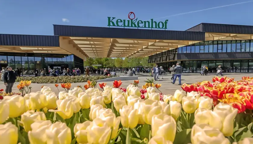 Keukenhof kiedy najlepiej jechać, aby zobaczyć tulipany w pełnym rozkwicie