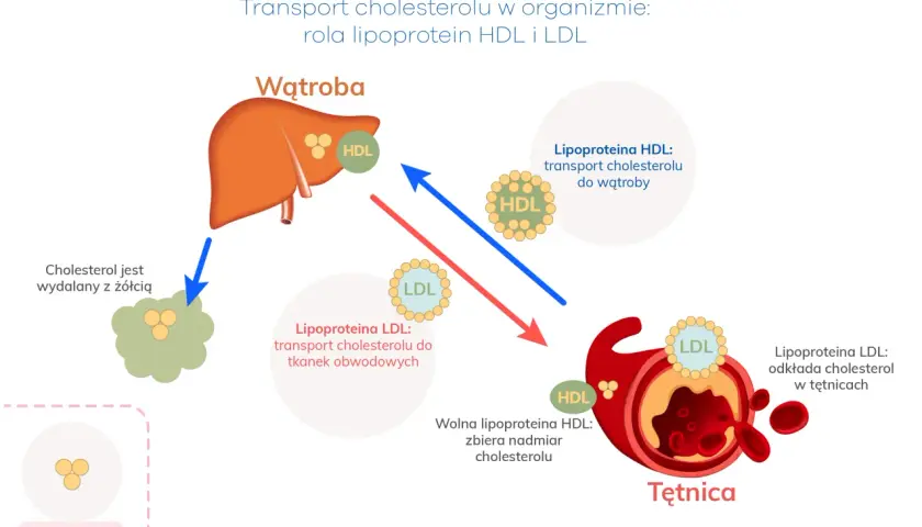 Schemat transportu cholesterolu: HDL przenosi do wątroby, LDL do tkanek. Dieta keto a cholesterol – jak wpływa na tętnice?
