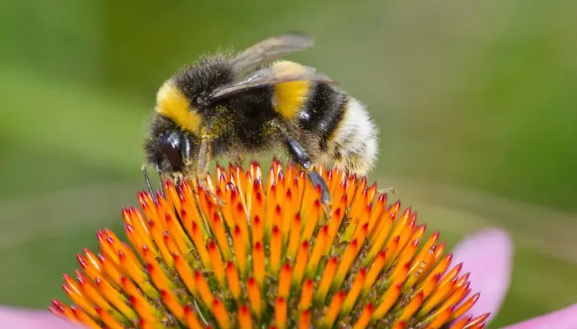 Eine Hummel sammelt Pollen auf einer orangen Blüte. So machen Hummeln ihren wichtigen Job.
